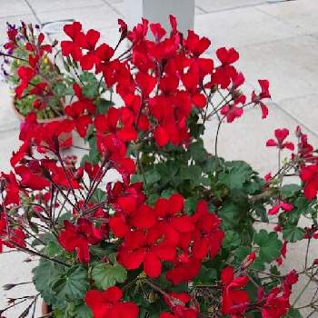 ゼラニウム カリエンテ ファイヤーの投稿画像一覧 Greensnap グリーンスナップ