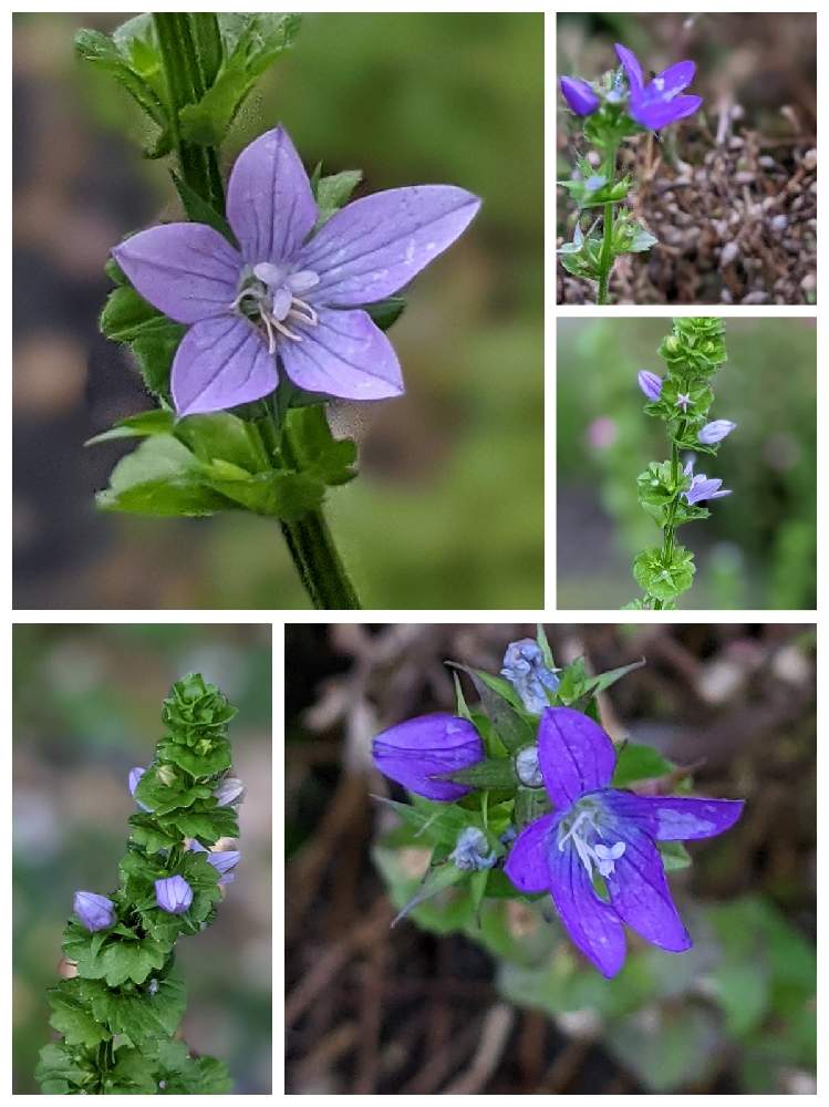 キキョウソウ ダンダンキキョウ の投稿画像 By やまりんさん お出かけ先とちいさな花とかわいい雑草と道路脇と散歩道と美しき小さな雑草の花図鑑と 美しき小さな雑草の花たちとちいさな花とかわいい雑草と道路脇と散歩道と美しき小さな雑草の花図鑑と美しき小さな雑草の花
