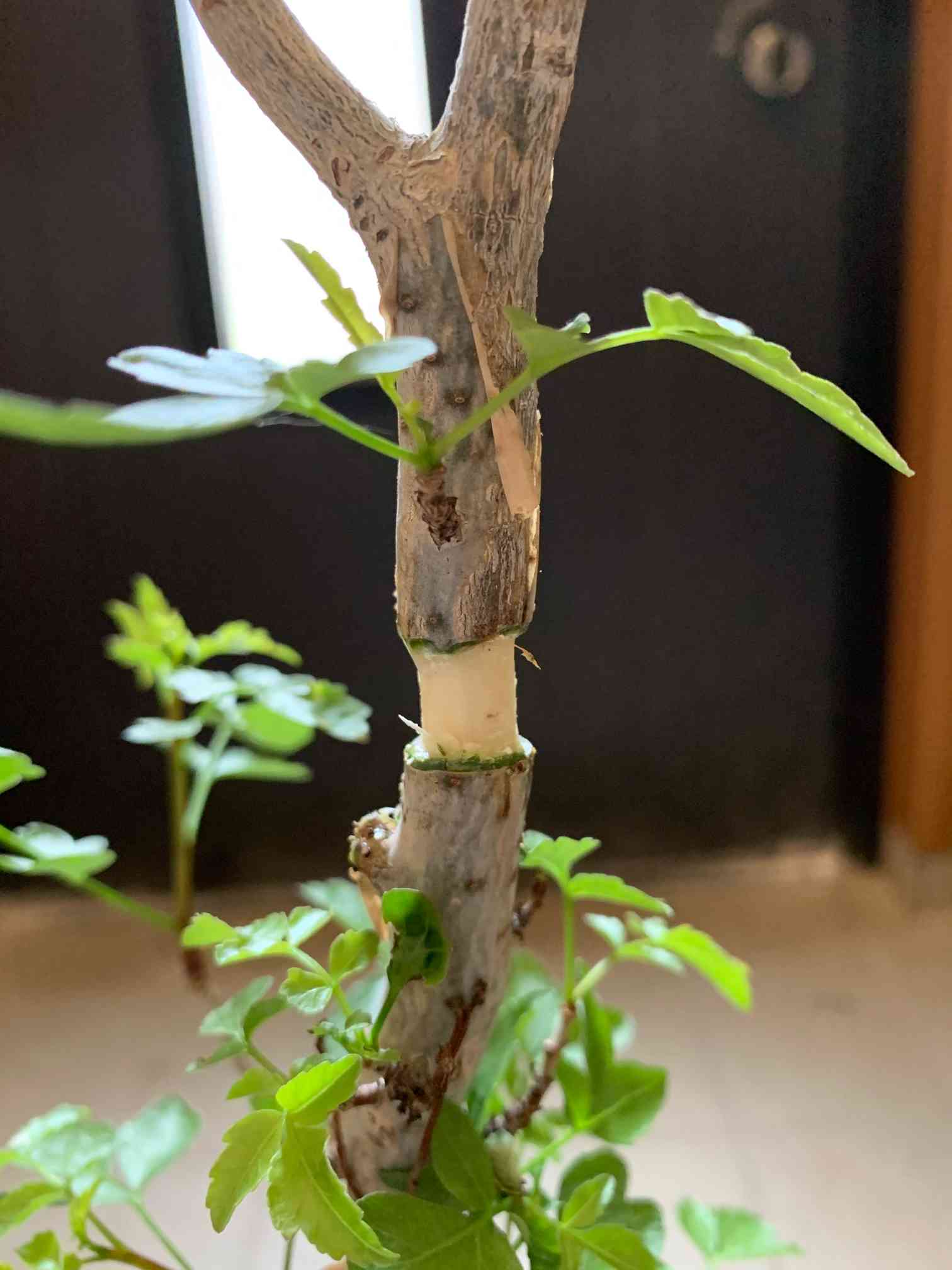 ブルセラ・ファガロイデスの改作あるいは分身の術