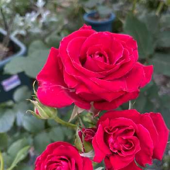 バラ　つるバラの画像 by @Rose&greenさん | 宿根草、とレオナルドダヴィンチ♪とバラ　つるバラとつるブルームーンと小さな花壇とピエールドロンサール♪とゴールドバニー、とガーデニング