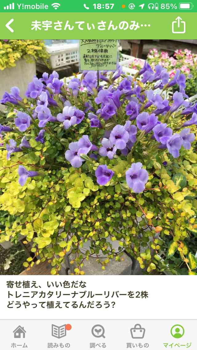 スーパートレニアカタリーナ寄せ植えに挑戦中｜🍀GreenSnap（グリーン