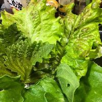 アイスプラントの育て方 種 苗からの栽培方法は 注意する病気は Greensnap グリーンスナップ