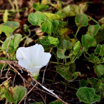 海浜植物の投稿画像一覧 Greensnap グリーンスナップ