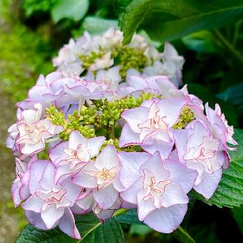 Keikoアジサイの投稿画像一覧 Greensnap グリーンスナップ