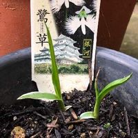 サギソウの育て方 植え付け方法や植え替え時期は Greensnap グリーンスナップ