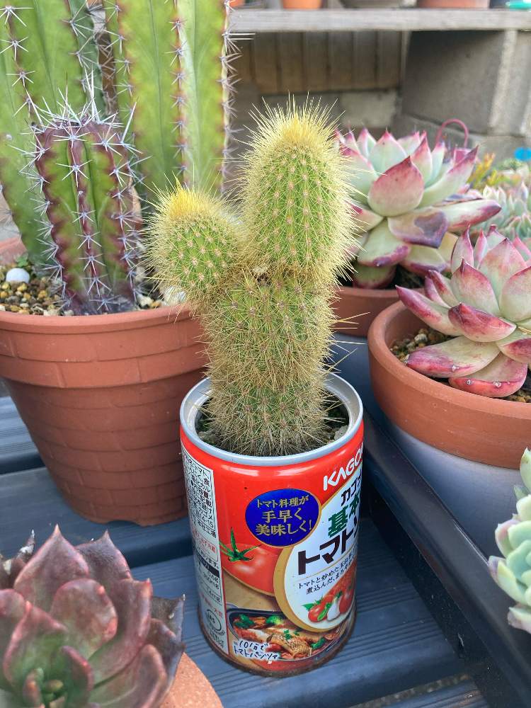 多肉植物の投稿画像 By Min Mamaさん サボテンとチームカンカンと団子計画と金装竜と多肉植物と サボテンとチームカンカンと団子計画 21月5月28日 Greensnap グリーンスナップ Greensnap グリーンスナップ