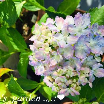 紫陽花 有松の画像 by hiroさん | 小さな庭と紫陽花 有松と私の癒しとおうち園芸と我が家の庭と我が家の紫陽花2021と花のある暮らし