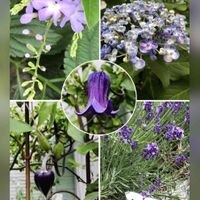 アジサイ,アジサイ,クレマチス,クレマチス,ムラサキハナナの画像