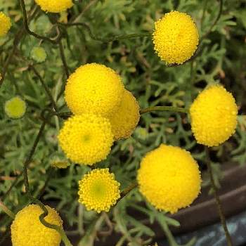 花ほたるの投稿画像一覧 Greensnap グリーンスナップ