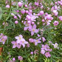 ボロニア,かわいい,可愛い,癒し,今日の一枚の画像