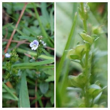 コテングクワガタの投稿画像一覧 Greensnap グリーンスナップ