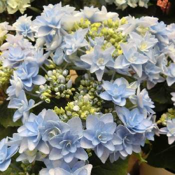@青い花の画像 by Kevinさん | お出かけ先とポージィブーケと素敵❗と癒しと@青い花とGS映えと青い花と@アジサイと今日の一枚と日本原産とお花大好き✨と美しく青きドヨウと可愛いと花のある暮らしとかわいいと青い花マニア