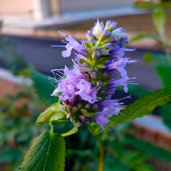 アガスターシェ Greensnap グリーンスナップ