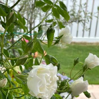 つるバラ サマースノーの画像 by RARAさん | テラスとつるバラのある庭とつるバラ サマースノーとばら バラ 薔薇と幸せにな〜る◡̈❁とサマースノー♥︎︎∗︎*ﾟとhappy♡とバラ 鉢植えとありがとう◡̈❁と香りフェチと薔薇♪
