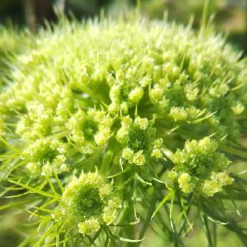 にんじんの花の投稿画像一覧 Greensnap グリーンスナップ