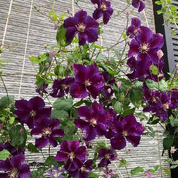 クレマチス スターオブインディアの投稿画像一覧 Greensnap グリーンスナップ