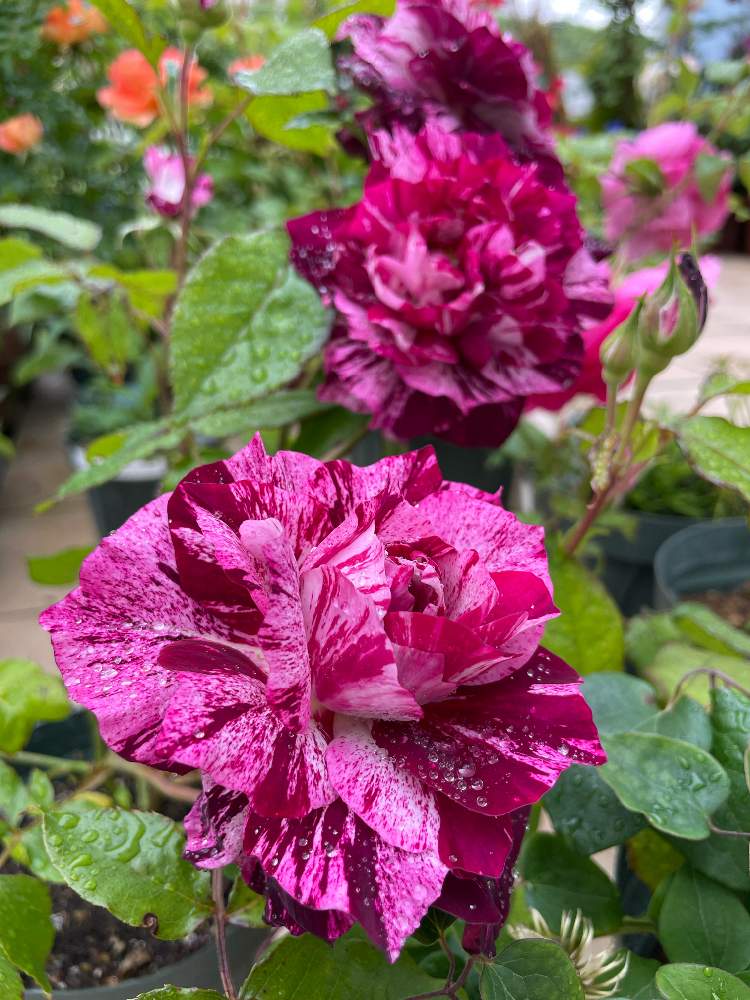 テラスの画像 by RARAさん | テラスとつるバラのある庭とばら バラ 薔薇と幸せにな〜る◡̈❁とhappy♡とバラ 鉢植えとありがとう◡̈❁と香りフェチとパープルタイガー♥︎︎∗︎*ﾟと薔薇♪