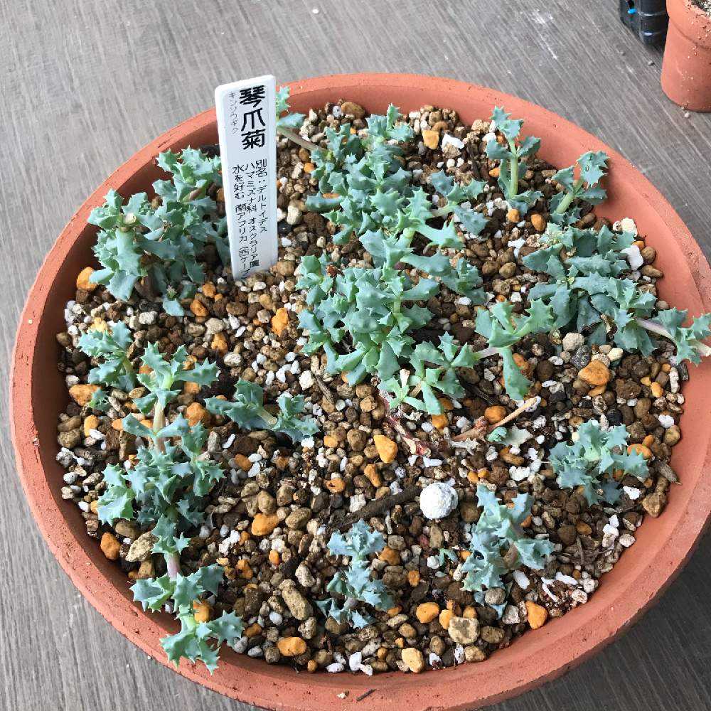 多肉 琴爪菊10カットb オスクラリア 琴爪菊 Oscularia deltoides｜多肉植物図鑑