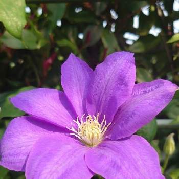 紫好きの画像 by シェリーさん | クレマチスと美しき青きドヨウと素敵な１日とクレマチス♬と今日の一枚とクレマチス 地植えとしべ好きと可愛いしべと母の庭とむらさきのはなと美しく青きドヨウと花のしべと紫好きとクレマチス　テッセンとむらさき❇︎と紫のお花