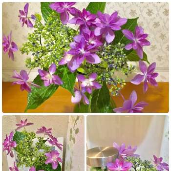 洗面所の画像 by ふーこさん | インテリアと紫陽花とガクアジサイ✨とインテリアと植物と花のある暮らしとお花と洗面所とトイレと玄関。