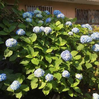 チームブルーNo.62の画像 by TAKAさん | 小さな庭と紫陽花とチーム岐阜と青い紫陽花マニアとT's紫陽花と青い紫陽花前線2021とチームブルーNo.62と花のある暮らしと青い花マニアとチーム・ブルーとあつまれ どうぶつの里
