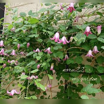 クレマチス 踊り場の投稿画像一覧 Greensnap グリーンスナップ