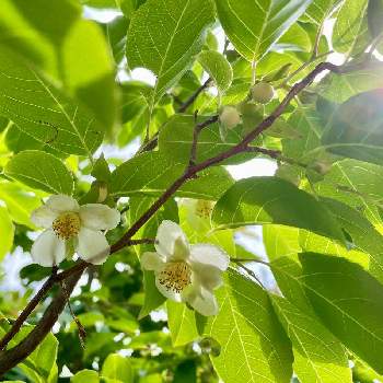 ヒメシャラの花の投稿画像一覧 Greensnap グリーンスナップ