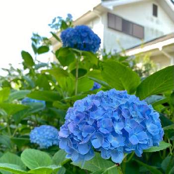 公式 アウトレット通販 紫陽花 祐 青 販売用ページ Kingscages Com