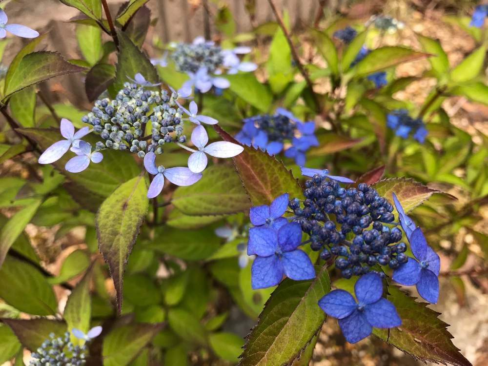 ヤマアジサイ の投稿画像 By Nimsさん 雑木と樹木と綺麗なミドリとgs映えと綺麗な花と低木と雑木の庭 21月5月29日 Greensnap グリーンスナップ