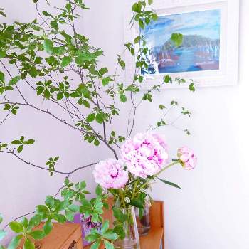 芍薬 サラベルナールの投稿画像一覧 Greensnap グリーンスナップ