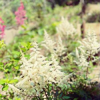アスチルベ 白い花の画像 by メイクリークさん | アプローチとアスチルベとガーデニングと庭の宿根草とアスチルベ☆とアスチルベ 白い花