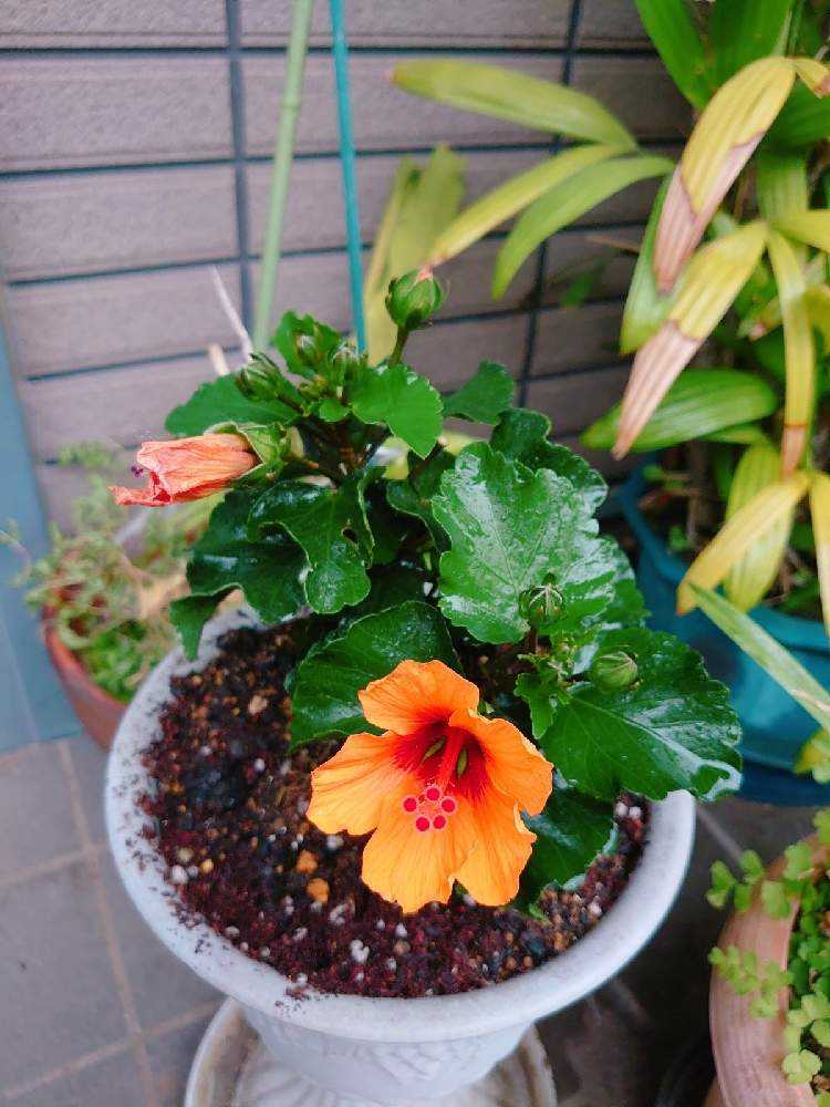 5/23 ミニハイビスカス｜🍀GreenSnap（グリーンスナップ）