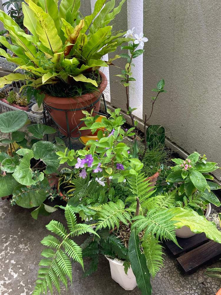 ツワブキの投稿画像 By いんみさん ニオイバンマツリとオオタニワタリと桜キリンとセイロンライティア 21月5月29日 Greensnap グリーンスナップ