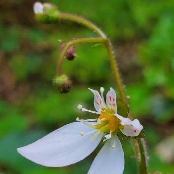 ハルユキノシタの投稿画像一覧 Greensnap グリーンスナップ