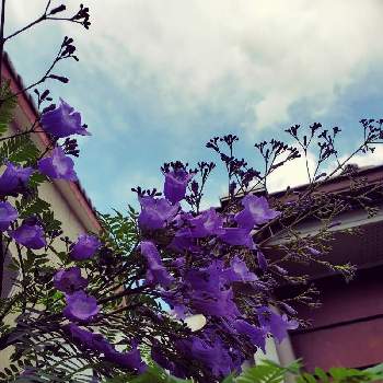 ジャカランダ(紫雲木)の画像 by RIAN マスターさん | 小さな庭とジャカランダとジャカランダ(紫雲木)と観葉植物と花木と世界三大花木