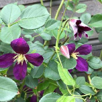 クレマチス ミケリテの投稿画像一覧 Greensnap グリーンスナップ