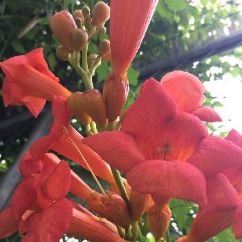 繁殖の画像 by どんぐりさん | お出かけ先と散歩とオレンジの花と繁殖と通勤