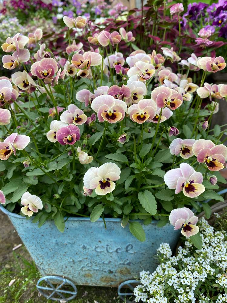 ビオラ ピンクコアラの投稿画像 By ピエールさん ピンクの花とわたしのお庭と種からコアラとピンク大好きとガーデニング雑貨とかわいい色とはなのあるくらしとかわいい花といやし と見元園芸 21月5月29日 Greensnap グリーンスナップ