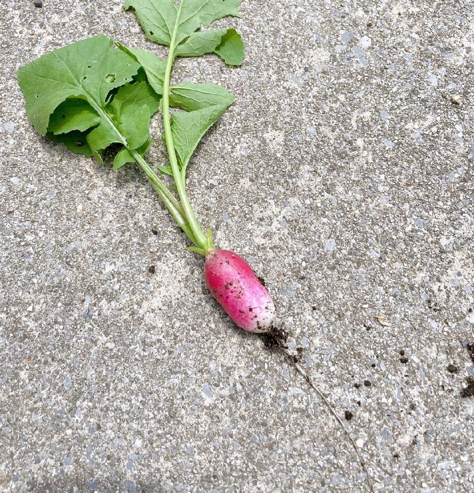 はつか大根 ラディッシュ Greensnap グリーンスナップ