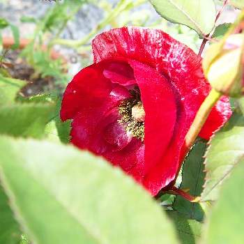 薔薇 ラブの画像 by ハナコさん | お出かけ先と薔薇 ラブとバラ♪と街歩きと赤いお花と神戸市立花と緑の推進センター