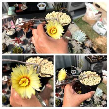 アストロフィツム 属の画像 by Cycletoto(冬眠中。春に目覚めるかも？)さん | バルコニー/ベランダとアストロフィツム・カプトメデューサとサボテンの花開花とアストロフィツム属 カプトメデューサとアストロフィツム　カプトメデューサとアストロフィツム 属とサボテンのはなとサボテン の花とサボテンの花✨と開花と開花中とサボテン科とサボテン☆とサボテン アストロフィツムとサボテンさんとサボテン科アストロフィツム属とアストロフィツムと楽しませてくれたお花♡とサボテン好きと植中毒とアストロフィツム属とサボテン男子とサボテンのある暮らしと サボテンと絶賛開花中とサボテン中毒とサボテンの花と開花中♡