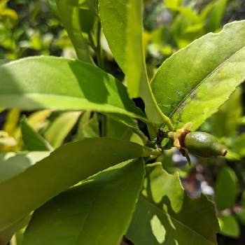 れもんの投稿画像一覧 Greensnap グリーンスナップ