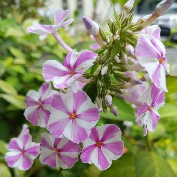 宿根フロックスの投稿画像一覧 Greensnap グリーンスナップ