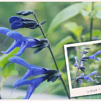 メドウセージの画像 by mu_uakさん | 小さな庭とメドーセージとメドウセージとサルビア・ガラニティカとカッコイイと癒しと青い花と挿し木と私の花とハーブ