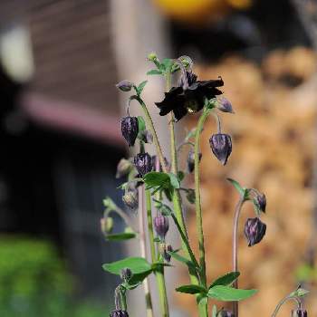 オダマキ ブラックバローの画像 by saricoさん | 小さな庭とオダマキ ブラックバローと庭の宿根草と北海道と北海道の庭