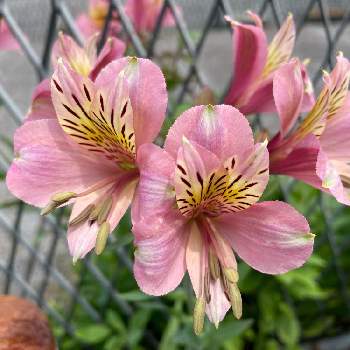 アストロメリアの投稿画像一覧 Greensnap グリーンスナップ