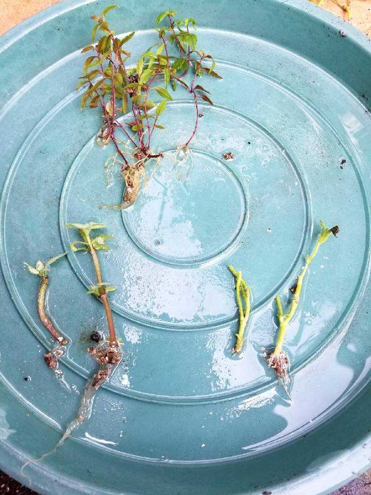 🌱挿し芽&挿し木🌱でふやそう🙋｜🍀GreenSnap（グリーンスナップ）