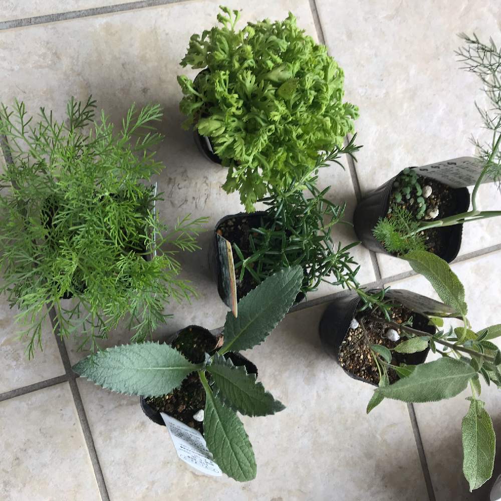 アーティチョークの投稿画像 By みらいさん フィーバーフューとコモンセージと這性ローズマリーと不寄草集 蚊不寄 よらずぐさしゅう 蚊よらず とスイートフェンネルとサザンウッドとアルテミシア サザンウッドとハーブ料理とハーブティーと寄せ植えとおうちde菜園と