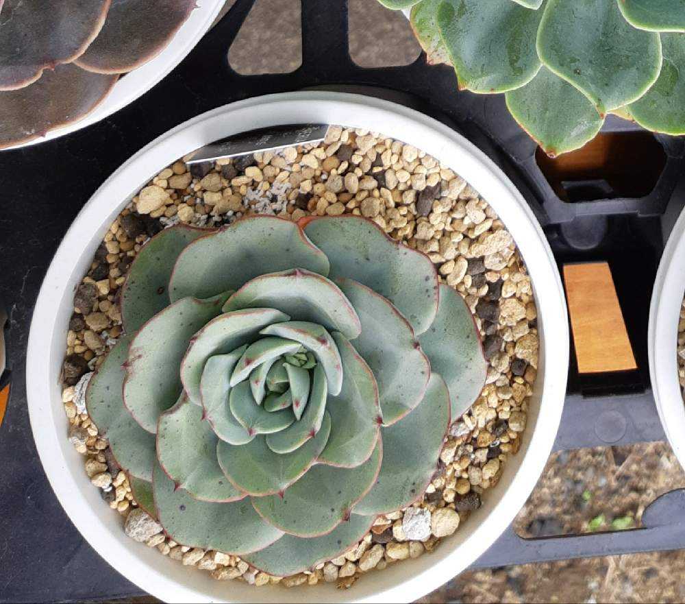 168🌹アトランティス ピーチスアンクリム｜🍀GreenSnap（グリーン