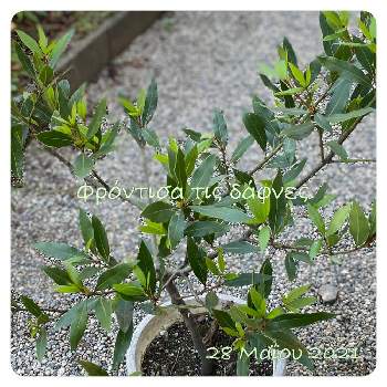 月桂樹 ローリエ の育て方 挿し木や植え付けの方法は Greensnap グリーンスナップ